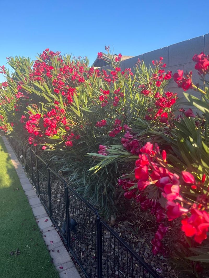 Dwarf Oleander Gives Long-Season Color In Tight Spaces Dwarf Oleander Gives Long-Season Color In Tight Spaces