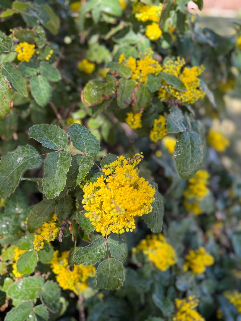 Dwarf Oregon Grape Stays Compact Near Homes Dwarf Oregon Grape Stays Compact Near Homes