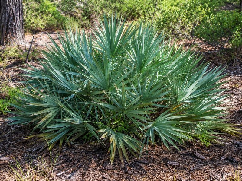 Dwarf Palmetto
