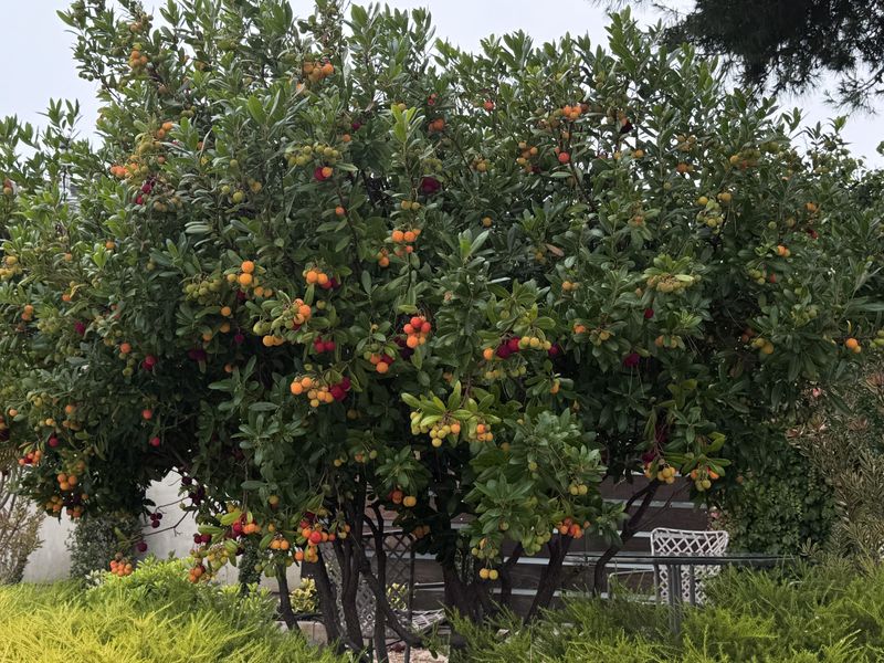 Dwarf Strawberry Tree Staying Neat And Evergreen