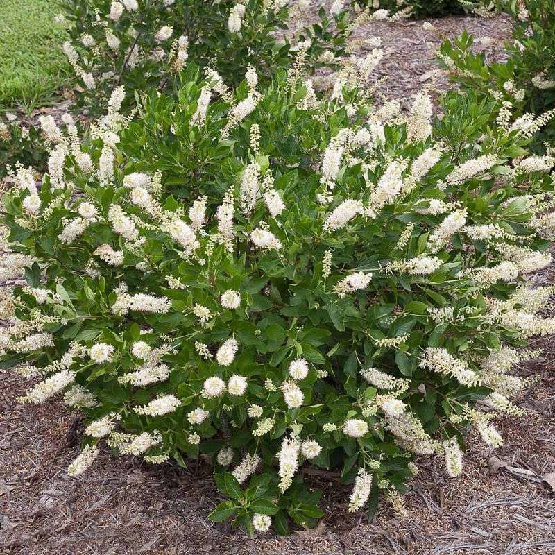 Dwarf Sweet Pepperbush Dwarf Sweet Pepperbush