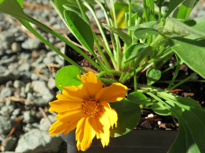 Dwarf Tickseed