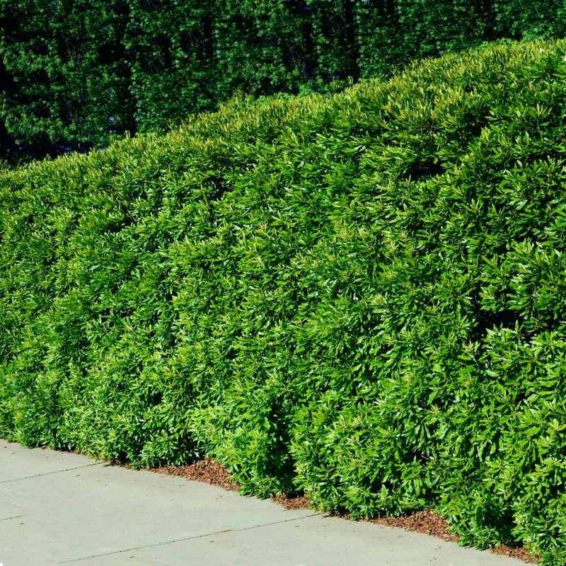 Dwarf Wax Myrtle Dwarf Wax Myrtle