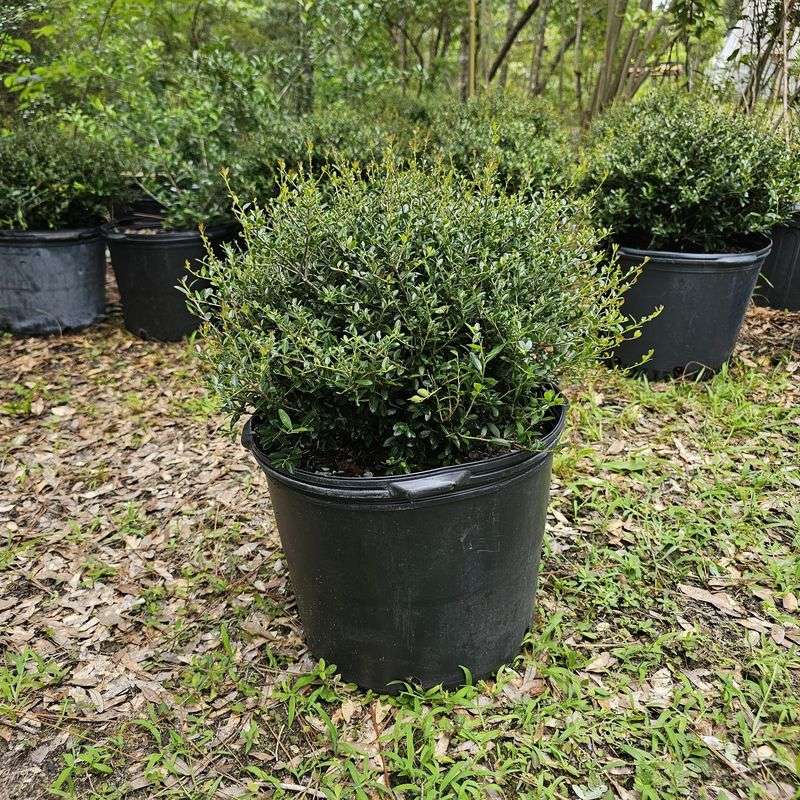 Dwarf Yaupon Holly Dwarf Yaupon Holly