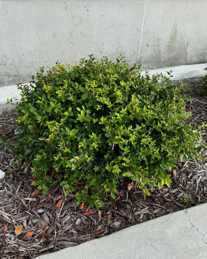 Dwarf Yaupon Holly Dwarf Yaupon Holly