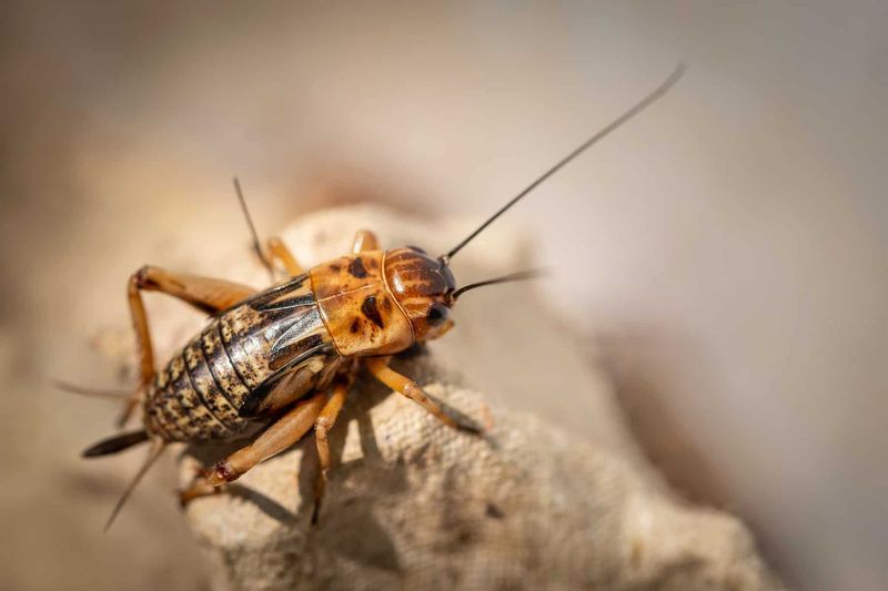 Each Cricket Species Has Its Own Distinct Song
