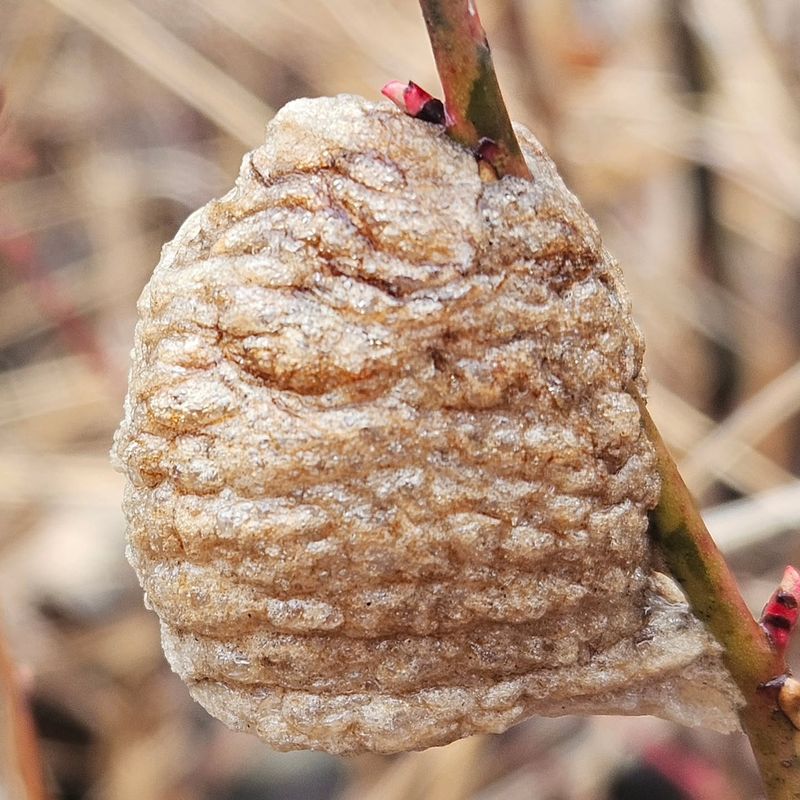 Each Egg Case Can Hold Many Young Mantises Each Egg Case Can Hold Many Young Mantises