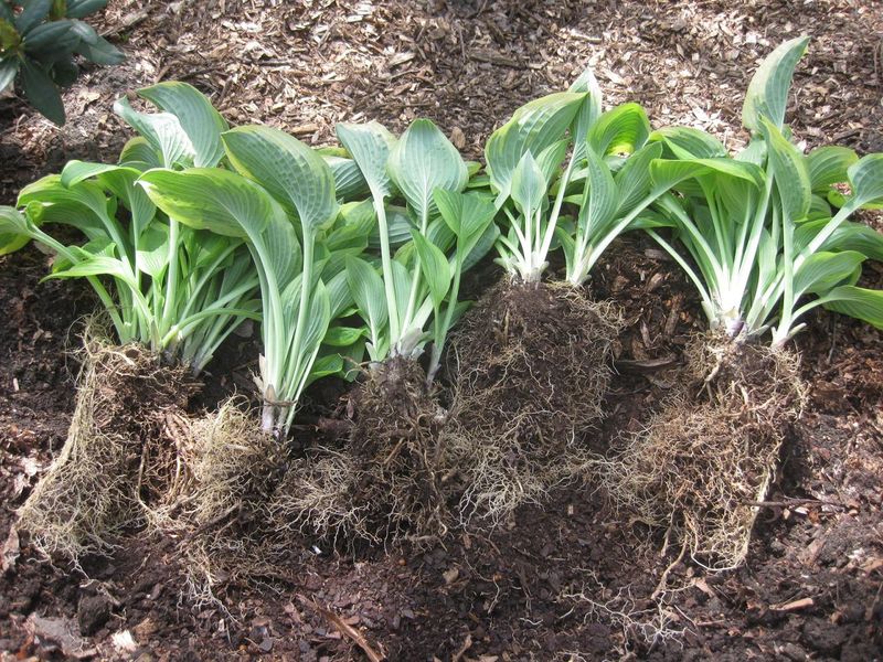 Each New Section Needs Healthy Roots And New Growth
