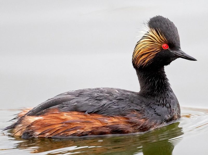 Eared Grebes Arrive By The Millions Eared Grebes Arrive By The Millions