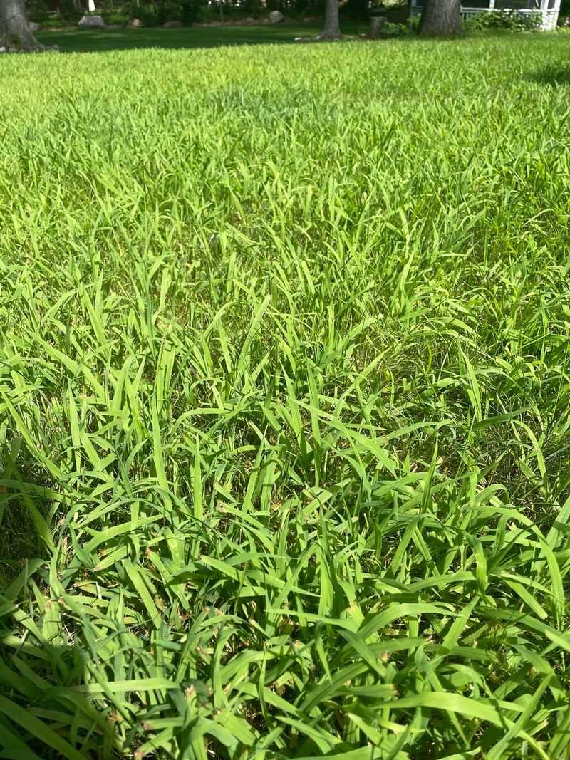 Early Action Gives Damaged Turf A Better Chance To Recover