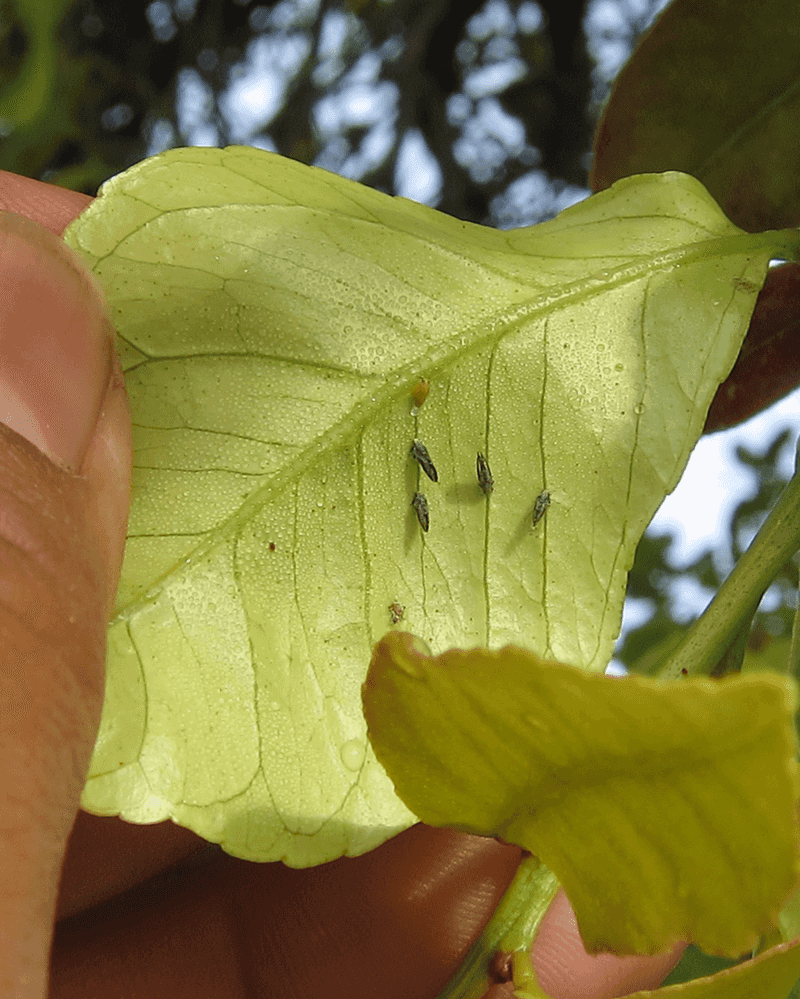 Early Action Limits New Infestations