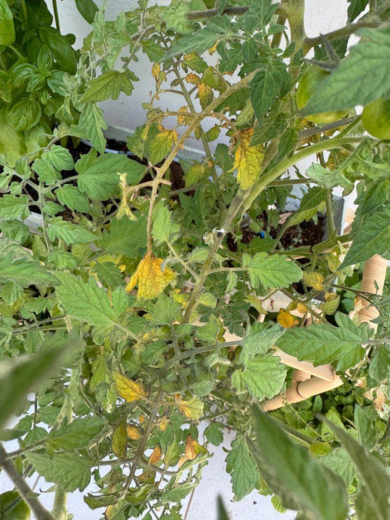 Early Blight Starting With Yellowing Near The Bottom