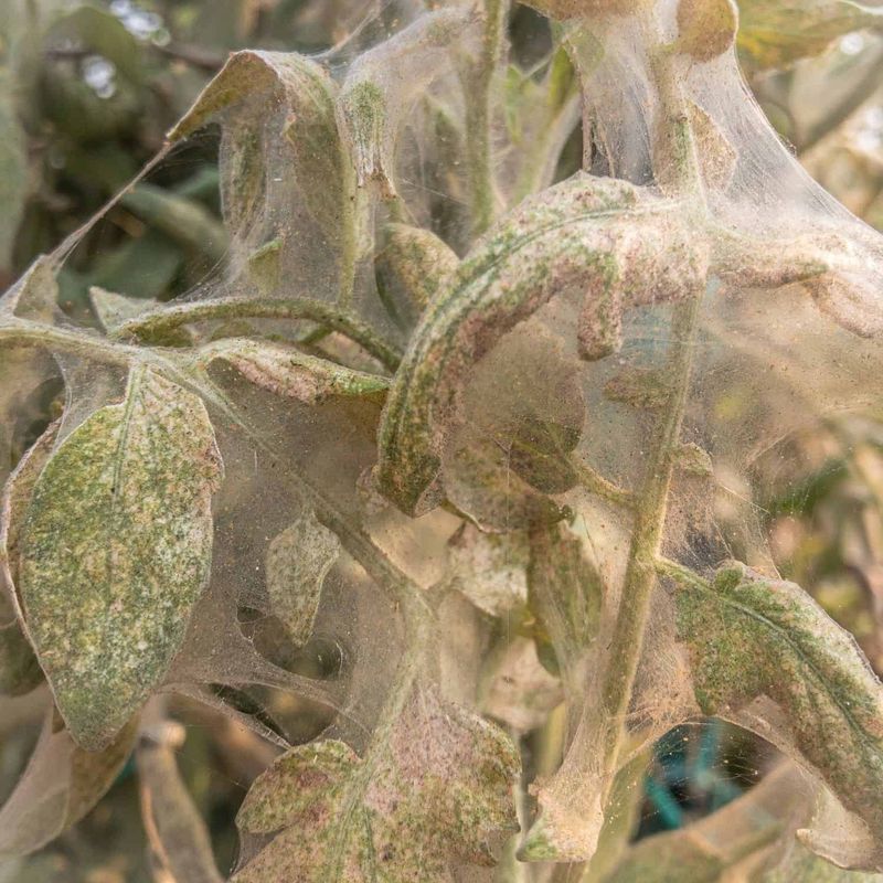 Early Bronzing Appearing As Feeding Damage Expands