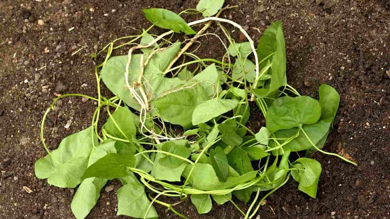 Early Control Is Easier Before Bindweed Becomes Established