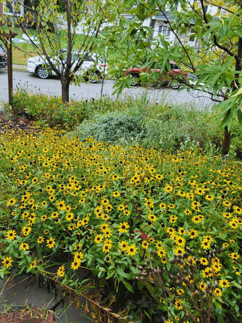 Early Control Keeps Welcome Color From Spreading Too Far Early Control Keeps Welcome Color From Spreading Too Far