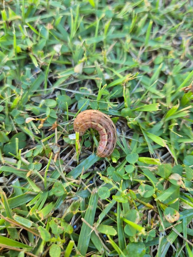 Early Detection Signs Catch Fall Armyworms Before Damage Spreads