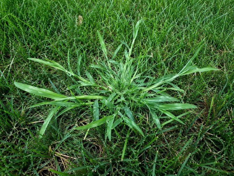 Early Fall Nitrogen Strengthens Turf Density Early Fall Nitrogen Strengthens Turf Density