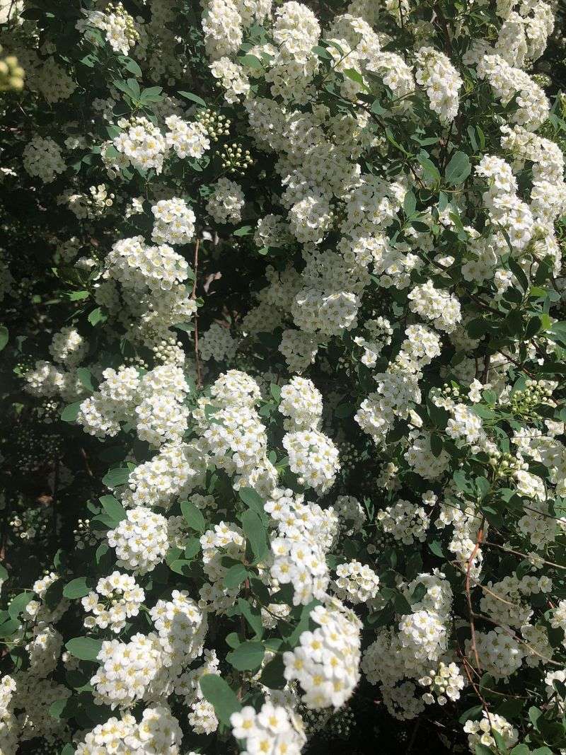 Early-Flowering Spirea