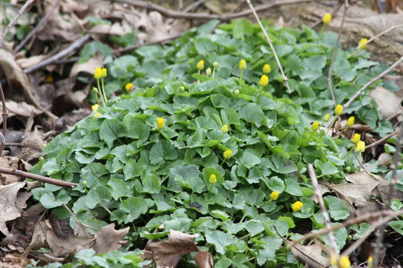 Early Growth Crowds Out Spring Natives Early Growth Crowds Out Spring Natives