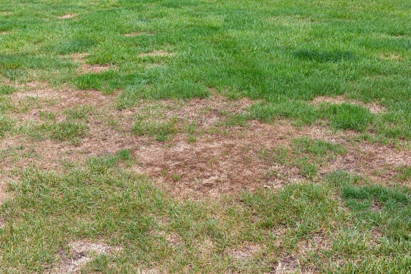 Early Grub Injury Can Be Difficult To Notice From Above