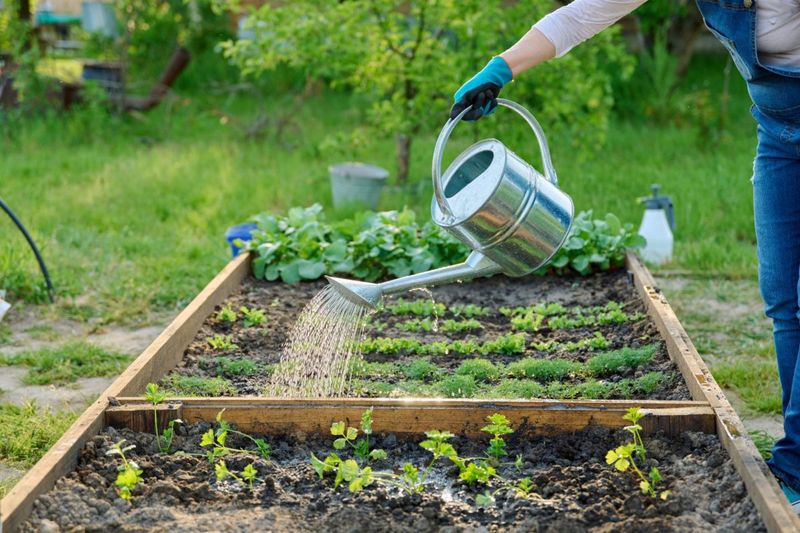 Early Morning Gives Roots More Time To Take In Moisture Early Morning Gives Roots More Time To Take In Moisture