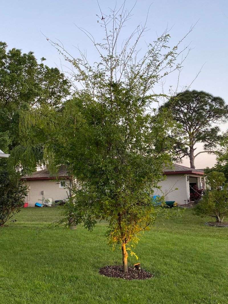 Early Pruning Builds The Strong Framework That Fast Growth Needs