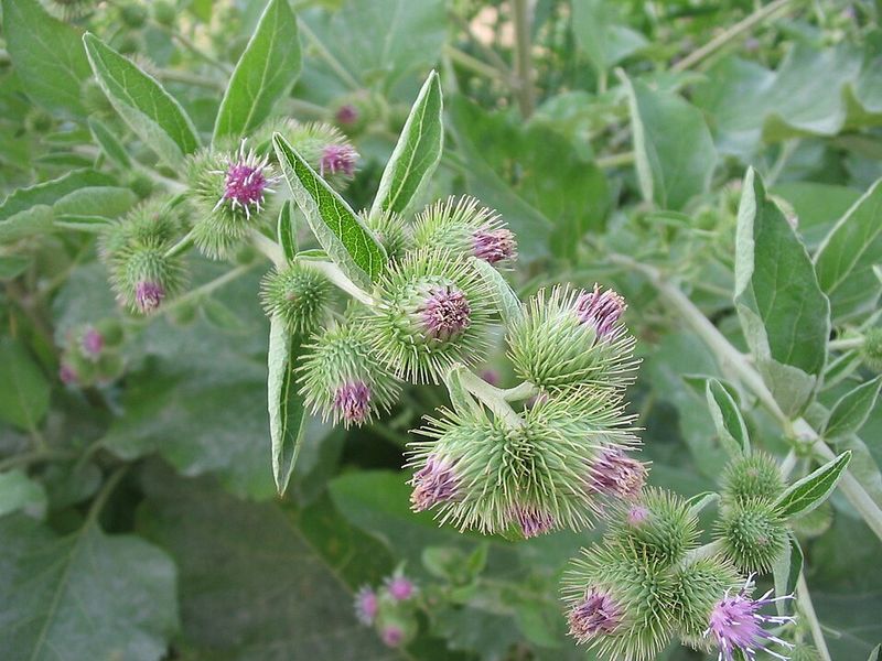 Early Removal Can Reduce New Burdock Plants In Future Seasons Early Removal Can Reduce New Burdock Plants In Future Seasons