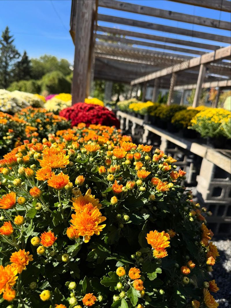 Early Shopping Means Better Plants