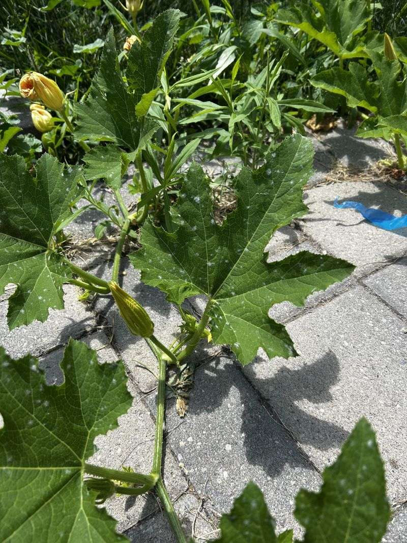 Early Signs Hiding On The Undersides Of Leaves