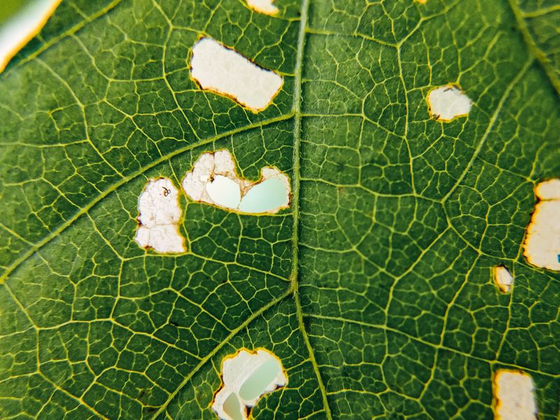 Early Signs To Watch For On Cucumber Leaves