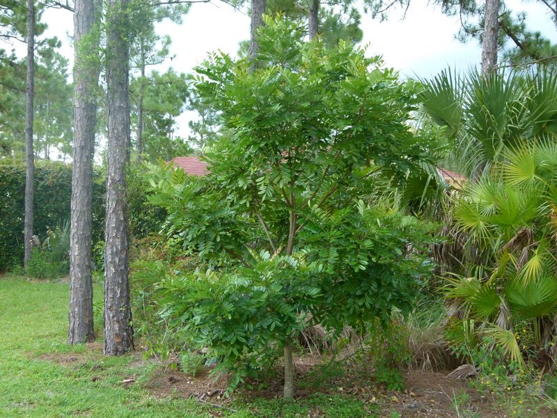 Early Training Keeps Lower Branches In Check Early Training Keeps Lower Branches In Check