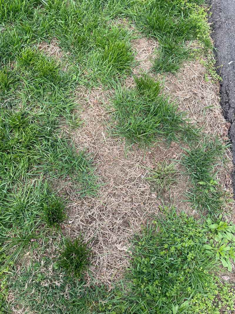 Early Treatment Protects Next Season's Lawn Early Treatment Protects Next Season's Lawn