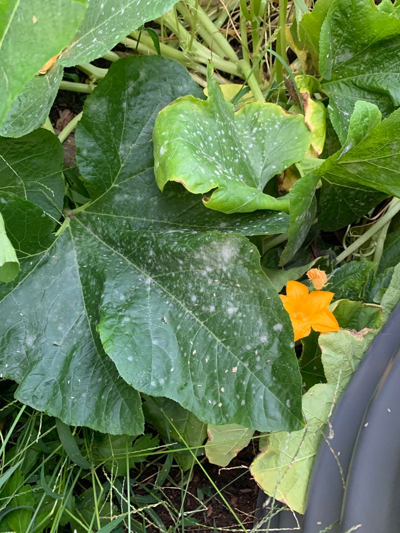 Early Warning Signs On Squash Foliage Before Spread Worsens Early Warning Signs On Squash Foliage Before Spread Worsens