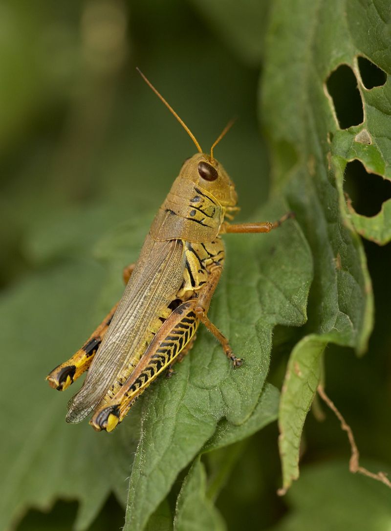 Early Weed Management Can Reduce Grasshopper-Friendly Habitat Early Weed Management Can Reduce Grasshopper-Friendly Habitat