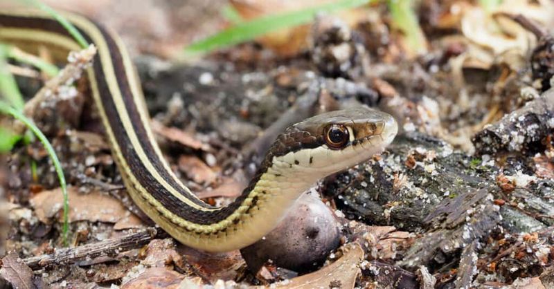 Earthworms Beneath The Soil Keep Another Food Source Within Reach