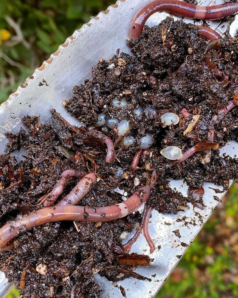Earthworms Explain Their Summer Life