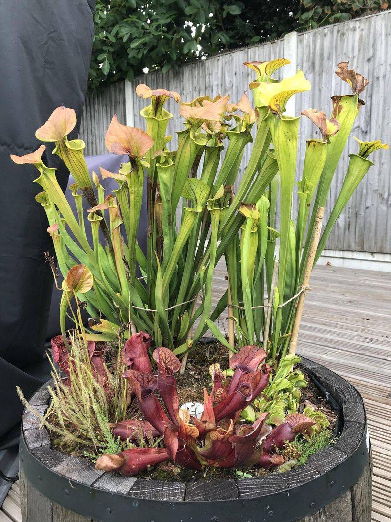 Ease Back Watering When Heat Breaks