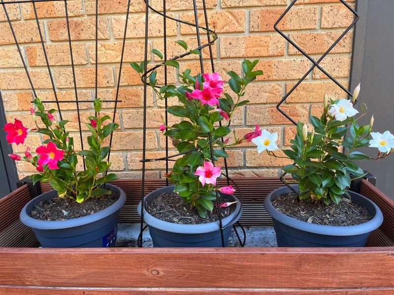 Ease Up When Fertilizer Produces More Vine Than Blooms