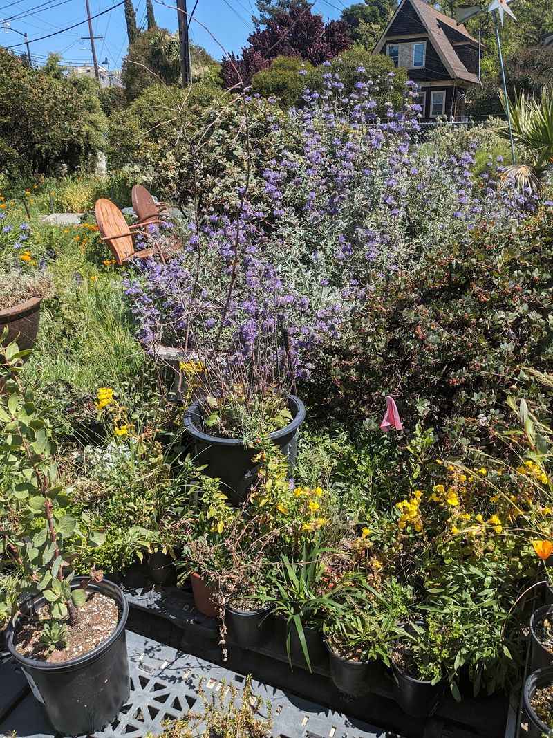 East Bay Wilds Native Plant Nursery - Oakland