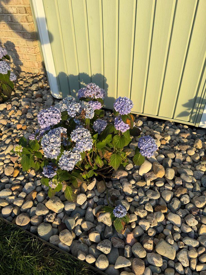East Facing Beds Give Hydrangeas Gentler Morning Sun
