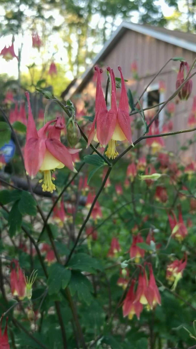 Eastern Columbine Eastern Columbine