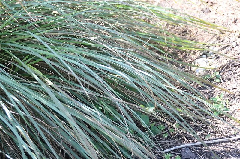 Eastern Gamagrass Adds Bold Height To Moist Garden Spots Eastern Gamagrass Adds Bold Height To Moist Garden Spots