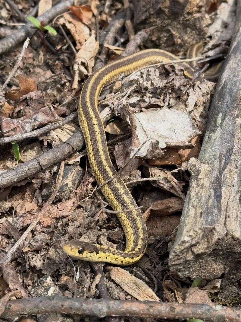 Eastern Gartersnake