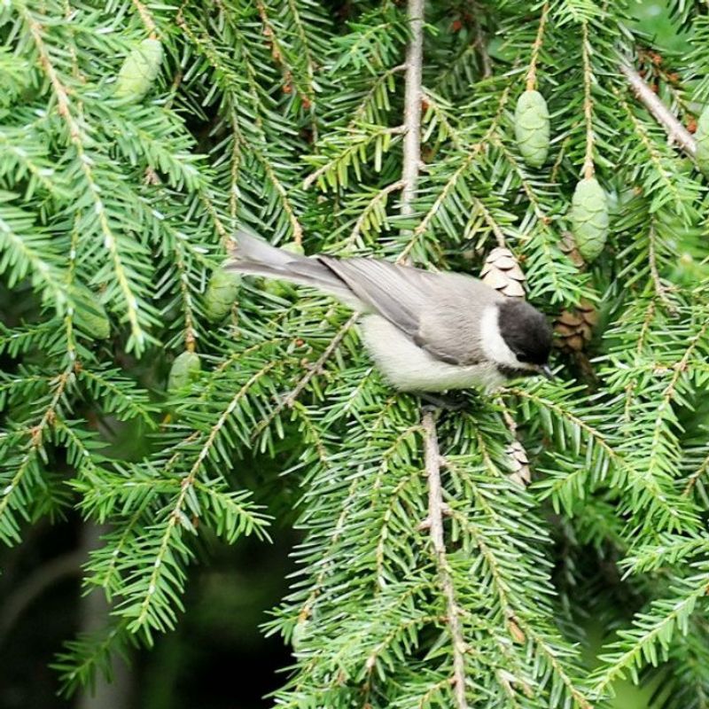Eastern Hemlock