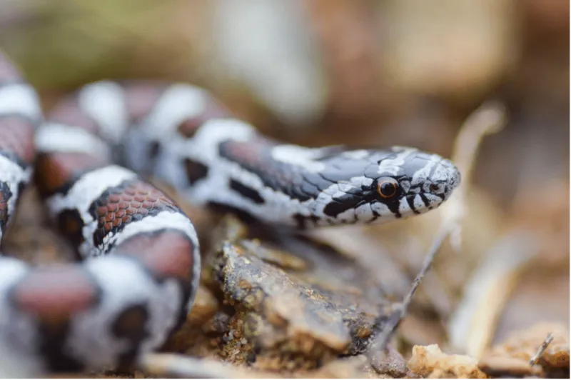 Eastern Milksnake