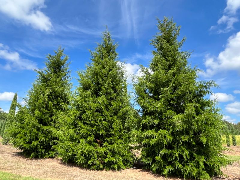 Eastern Red Cedar Eastern Red Cedar