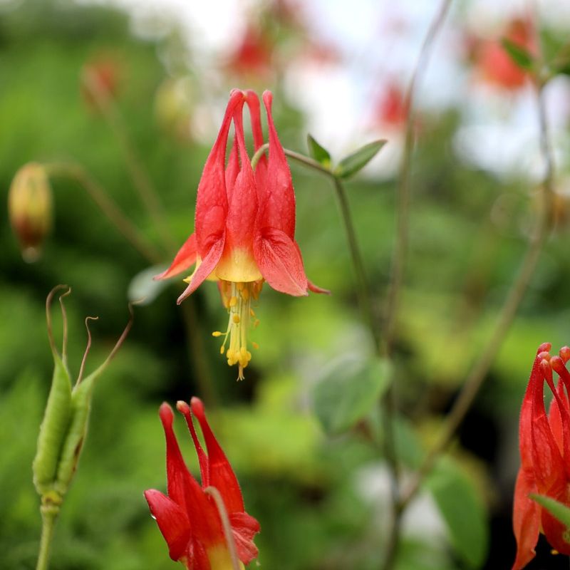 Eastern Red Columbine Eastern Red Columbine