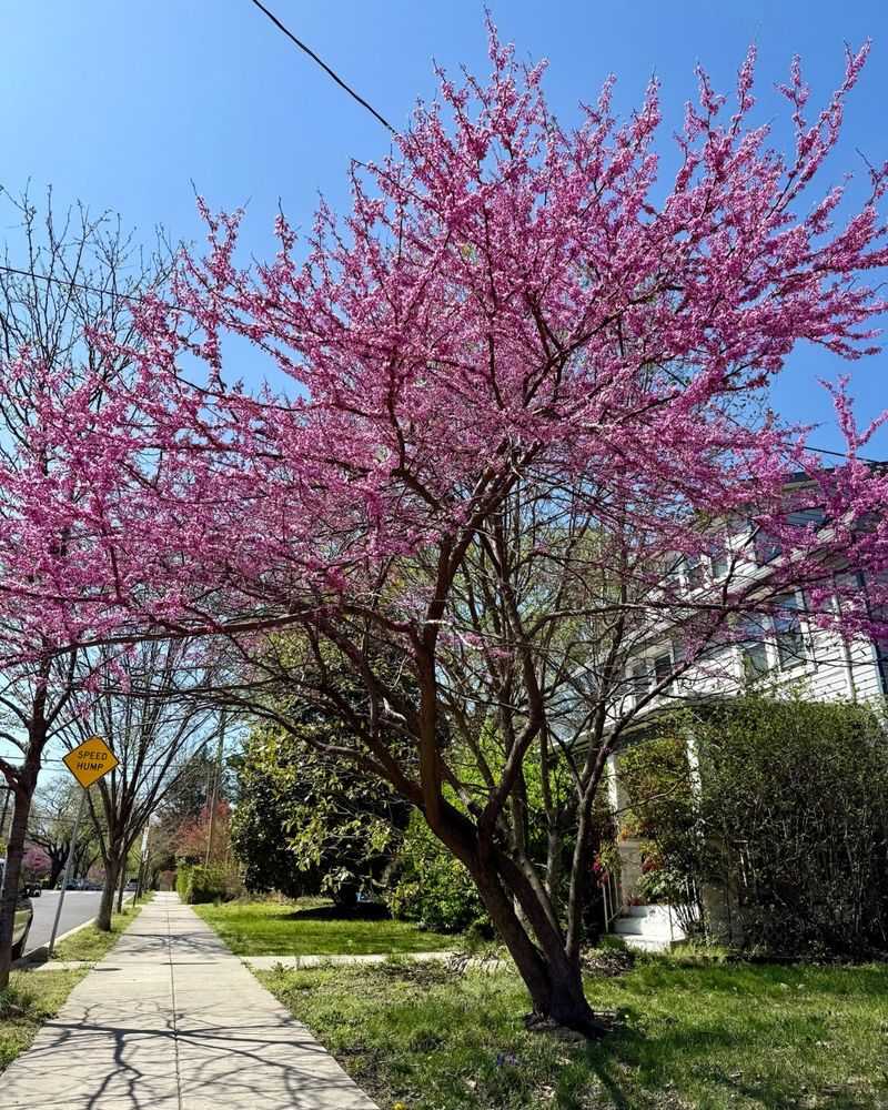 Eastern Redbud Eastern Redbud