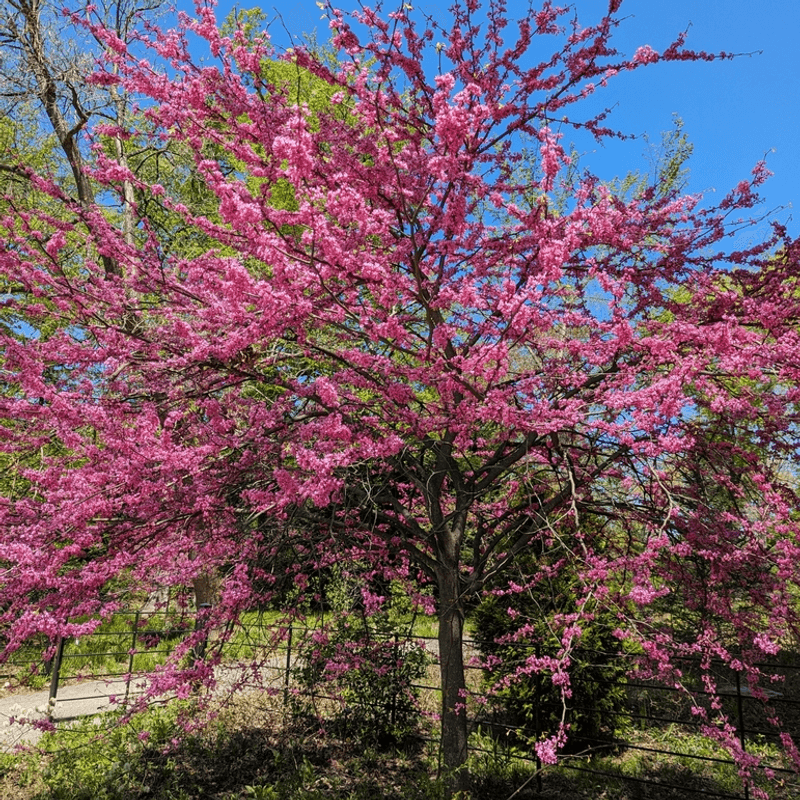 Eastern Redbud Is A Strong Native Alternative