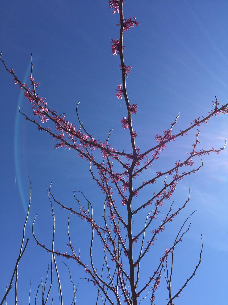 Eastern Redbud Keeps A Smaller Crown